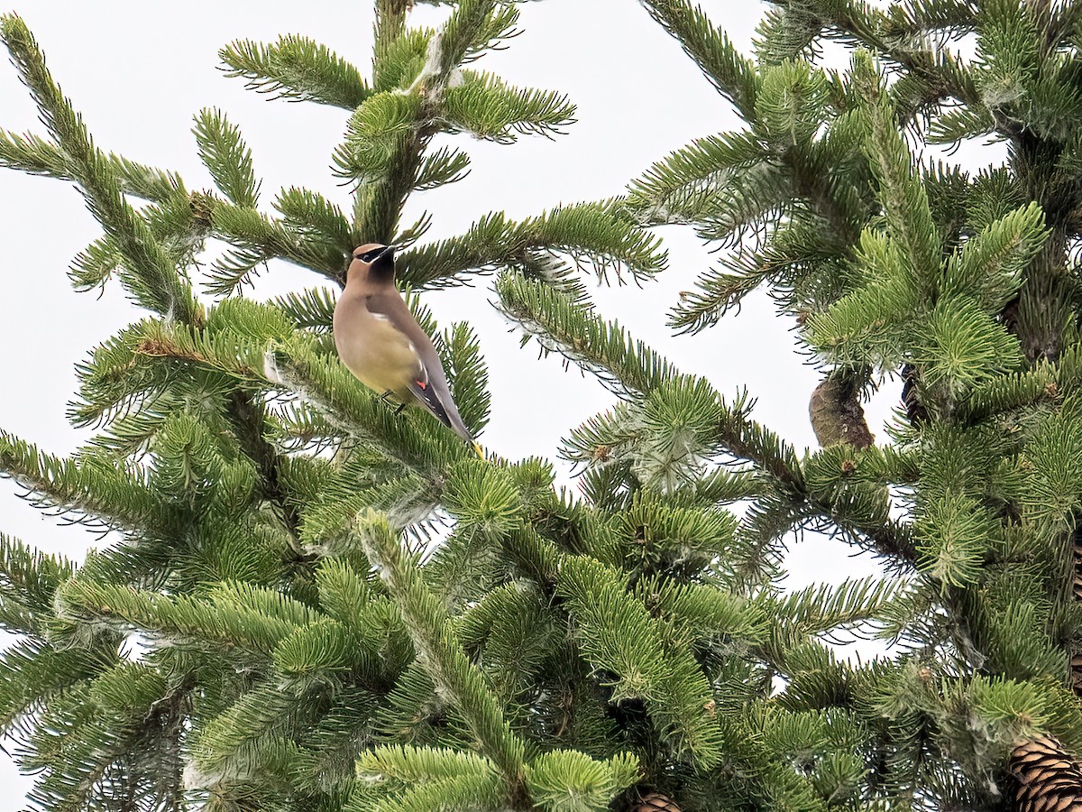 Cedar Waxwing - ML620719506