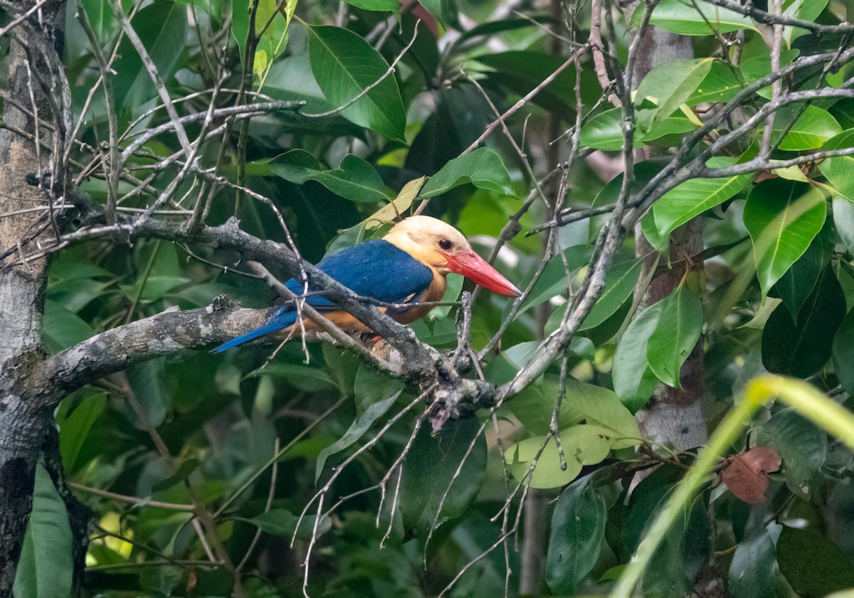 Stork-billed Kingfisher - ML620719508