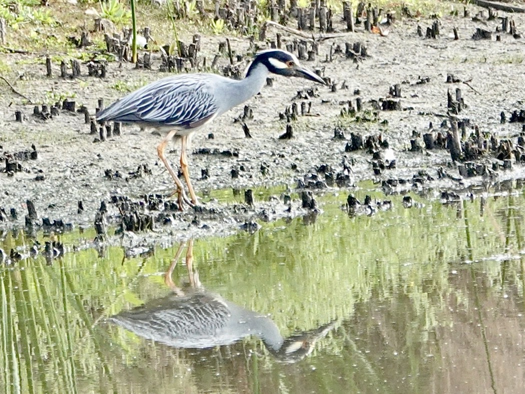 Yellow-crowned Night Heron - ML620719512