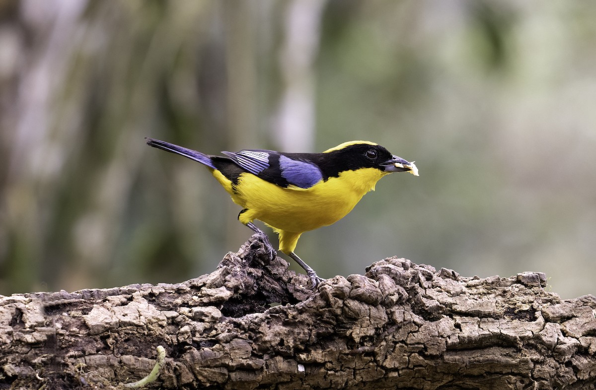 Blue-winged Mountain Tanager - ML620719514