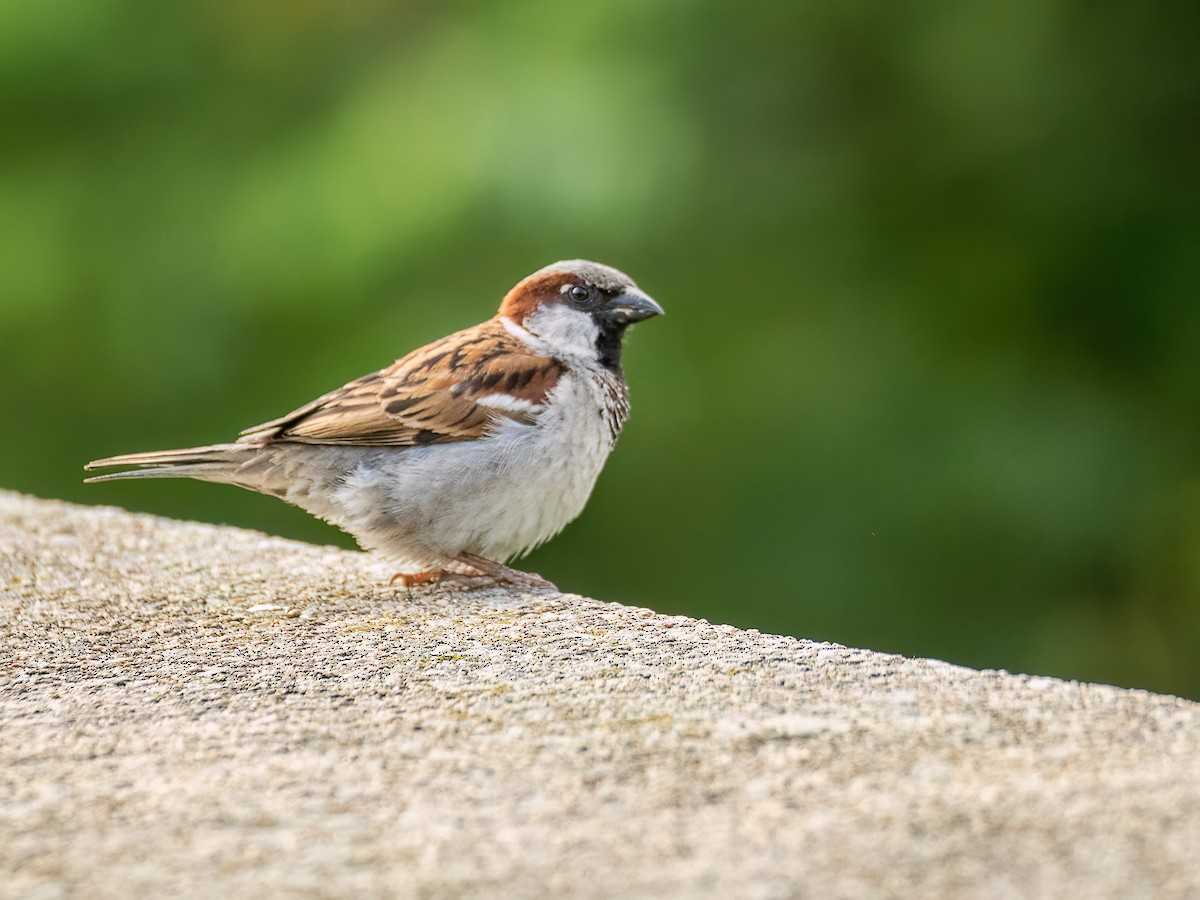 House Sparrow - ML620719517