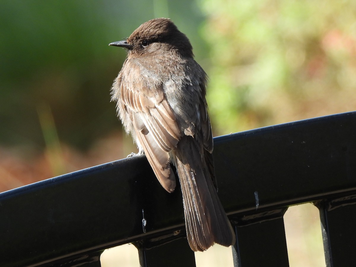 Black Phoebe - ML620719519