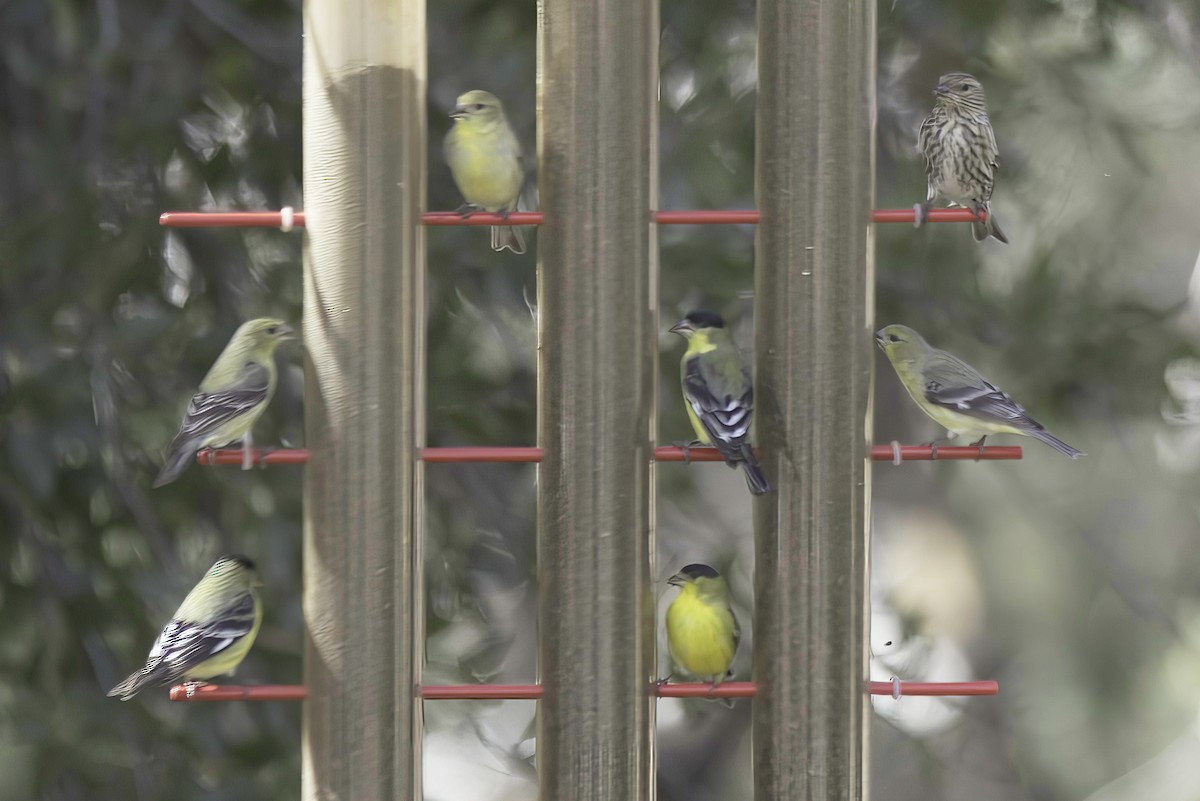 Lesser Goldfinch - Jim Tonkinson