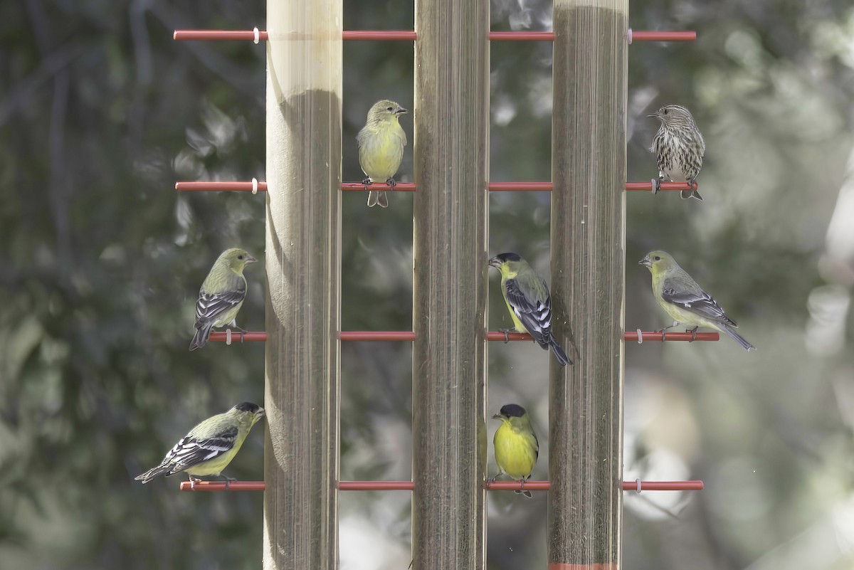 Lesser Goldfinch - ML620719521