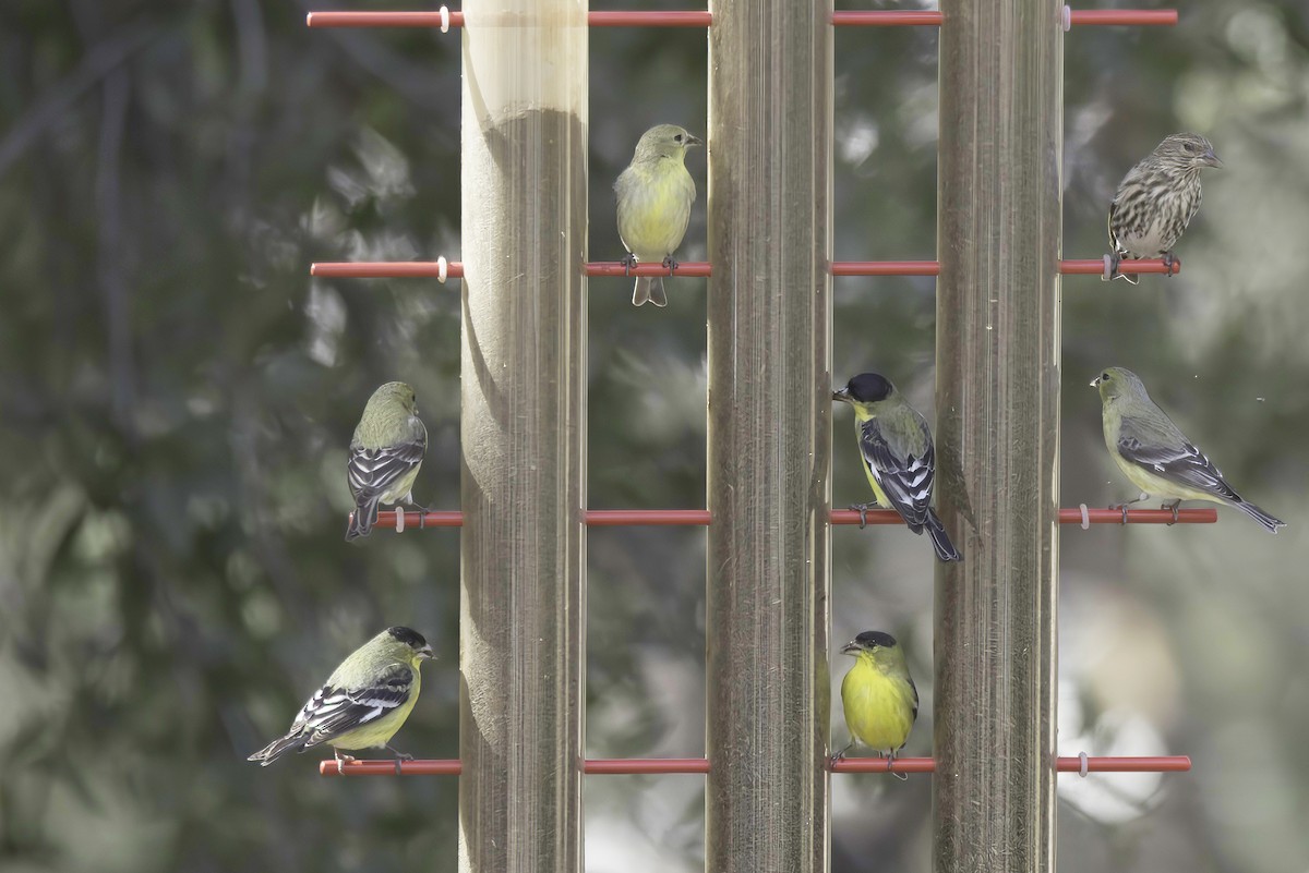 Lesser Goldfinch - ML620719522