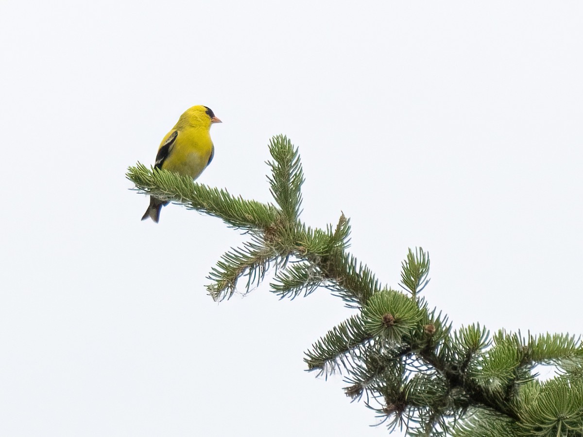 American Goldfinch - ML620719524