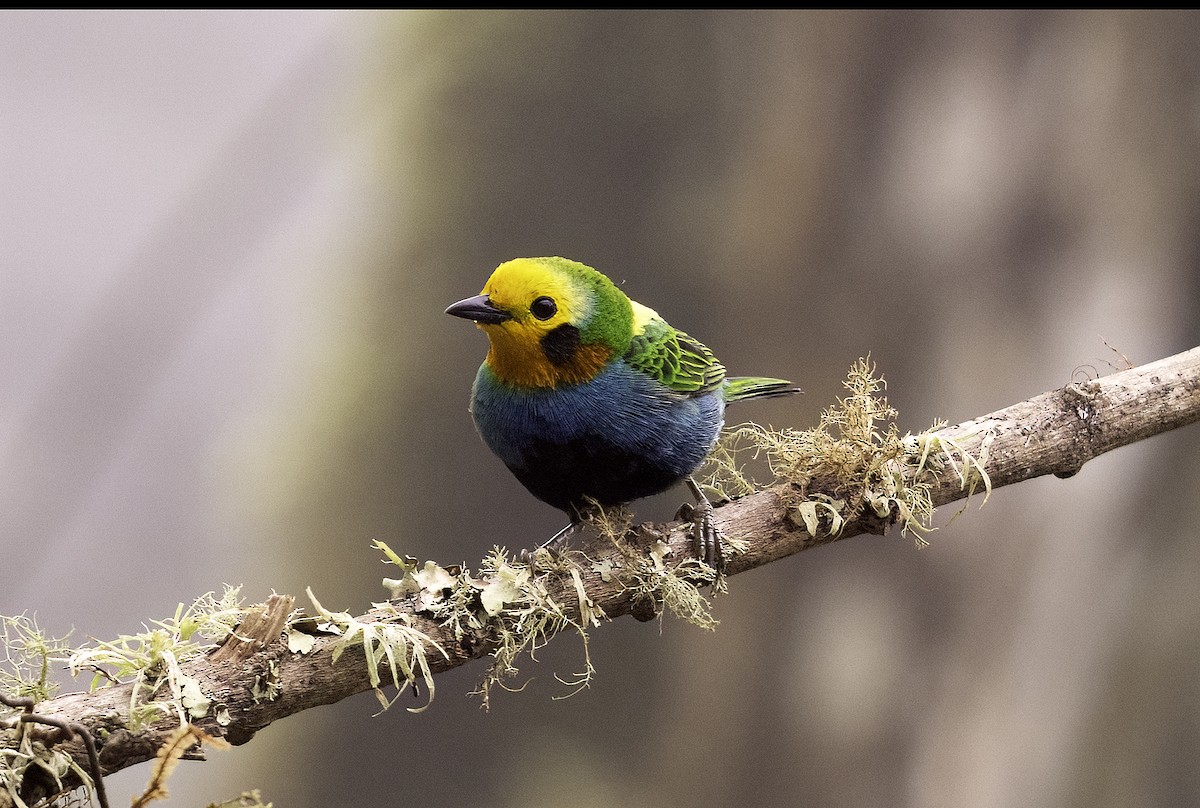 Multicolored Tanager - ML620719525