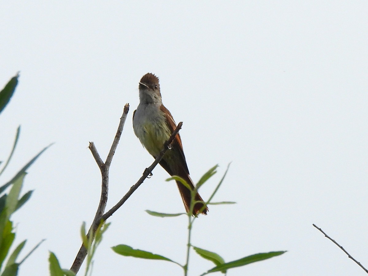 Ash-throated Flycatcher - ML620719526