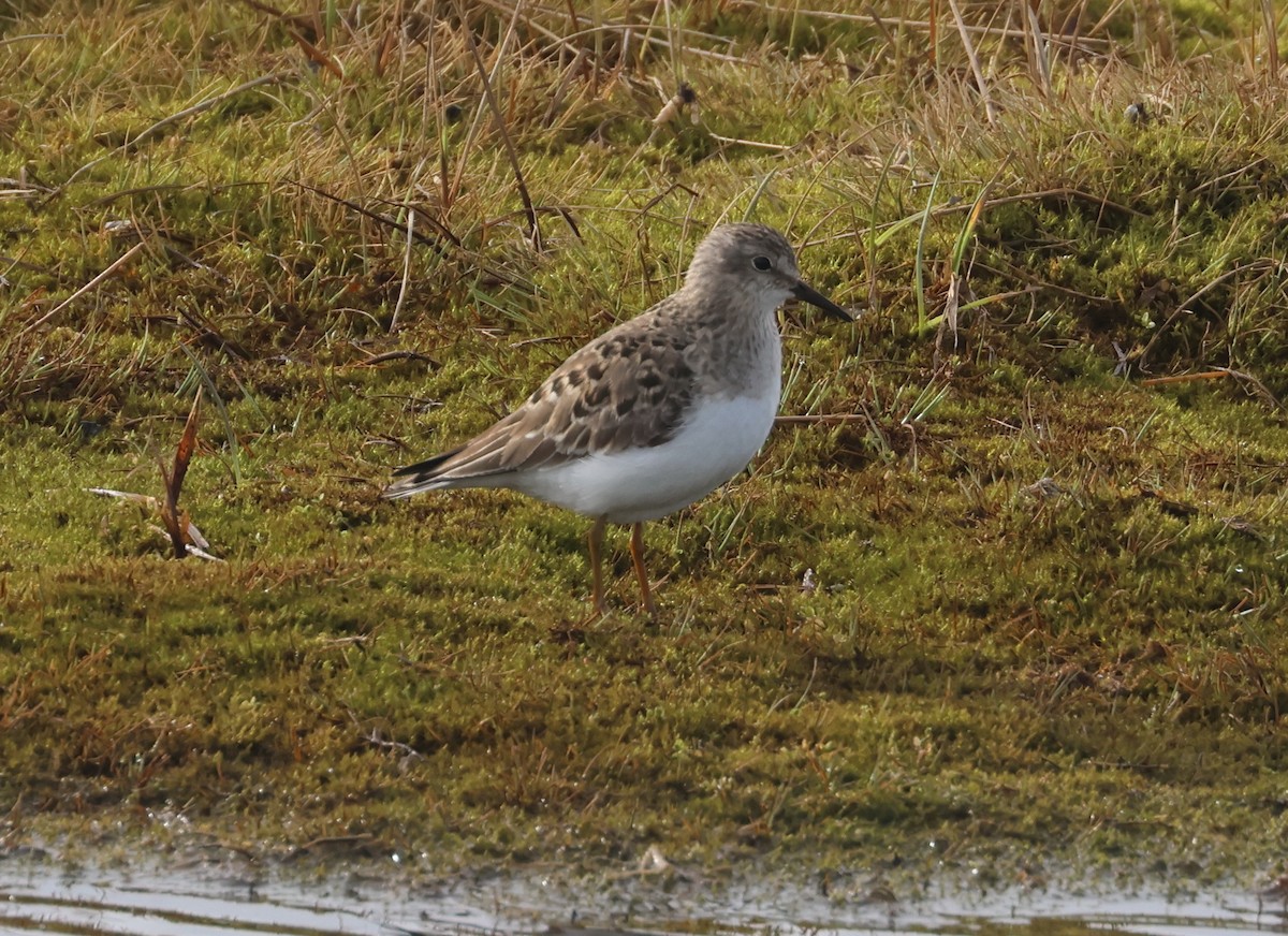 Temminck's Stint - John Drummond