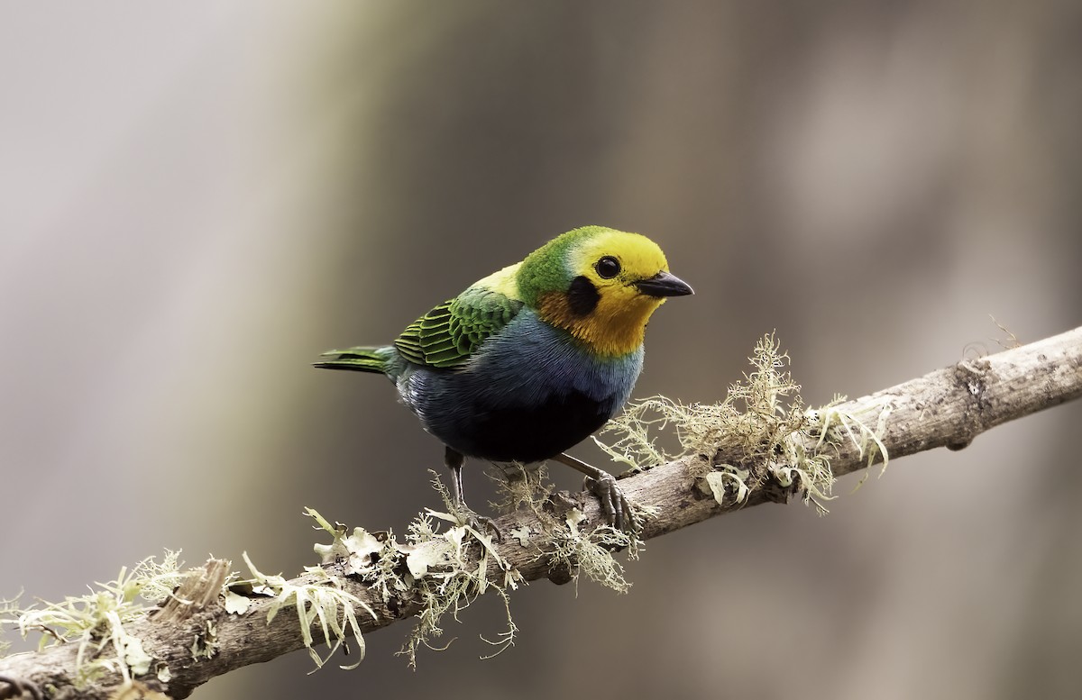 Multicolored Tanager - ML620719529