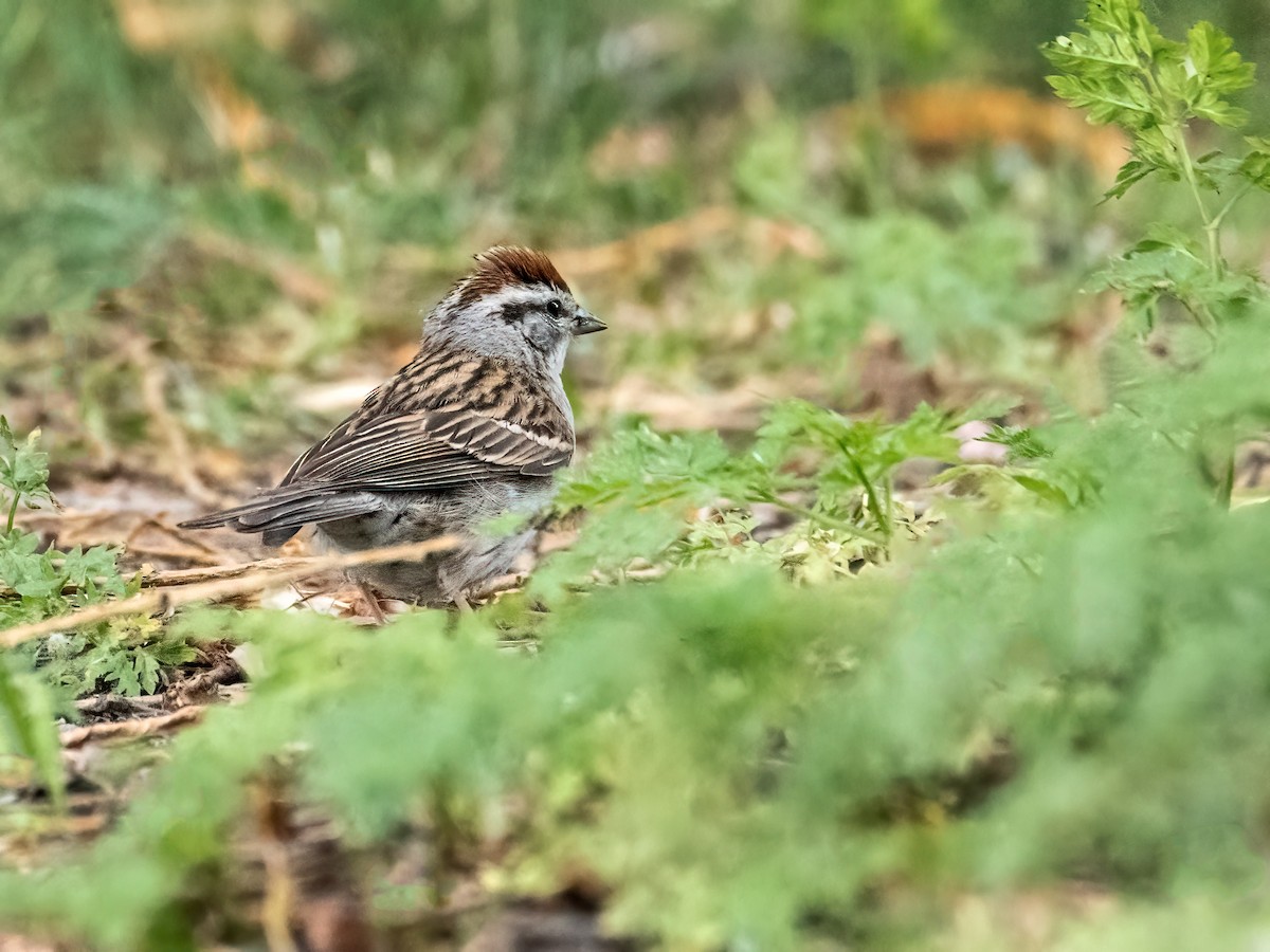 Chipping Sparrow - ML620719531