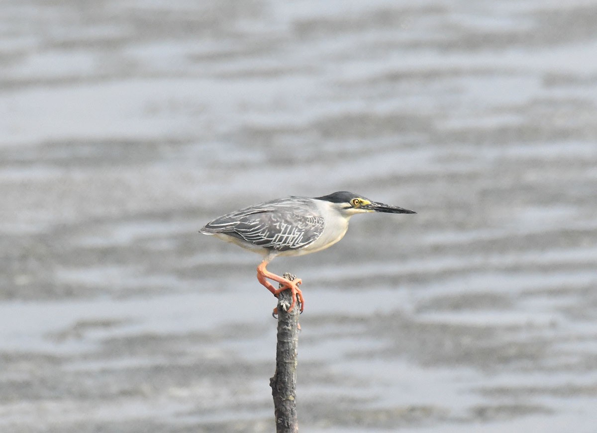 Striated Heron - ML620719534