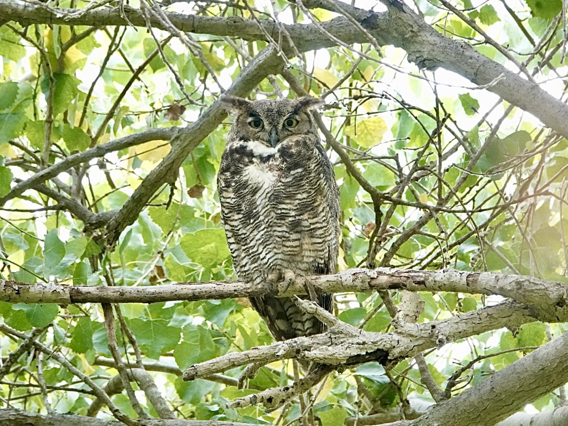 Great Horned Owl - ML620719535