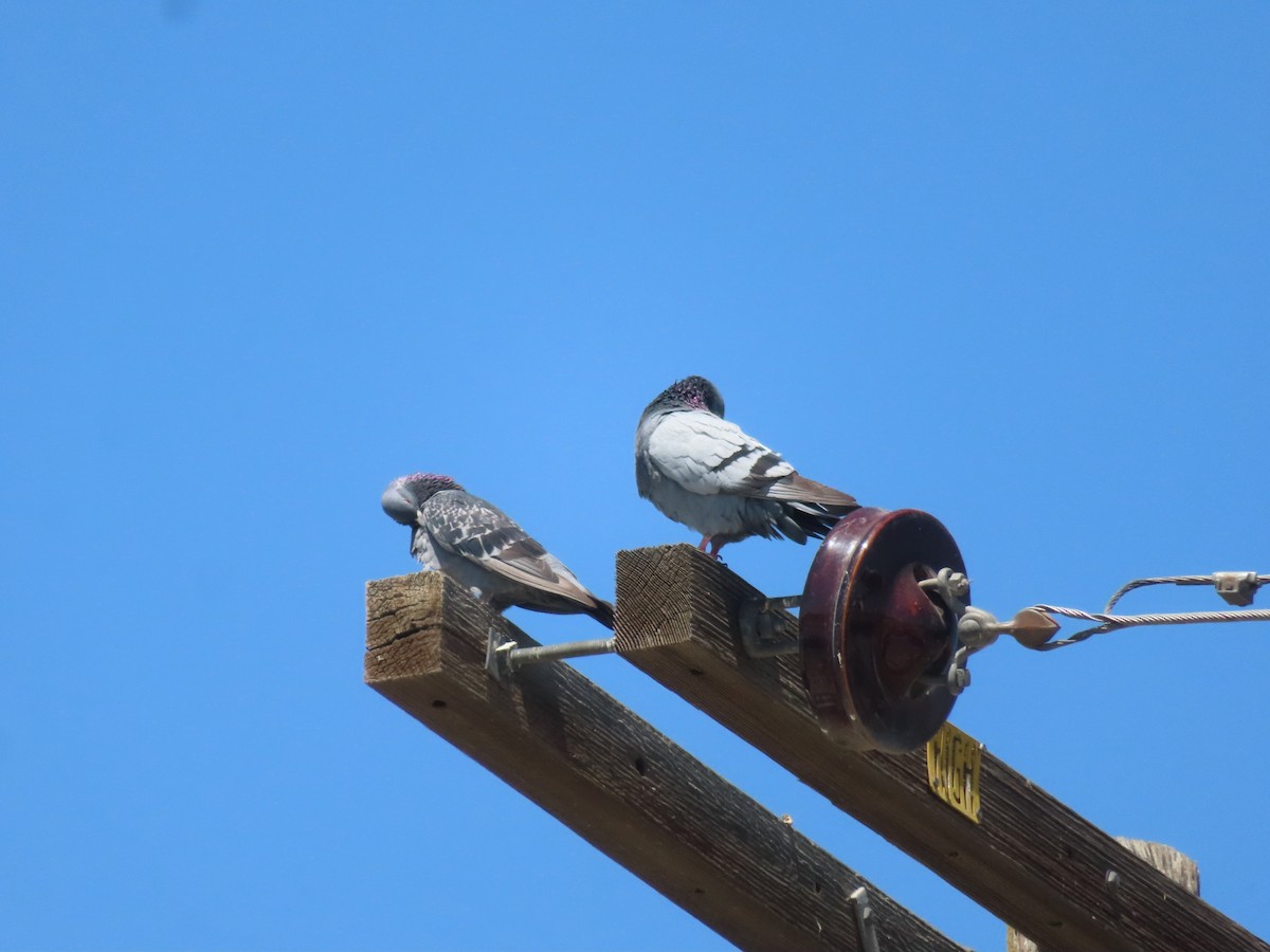 Rock Pigeon (Feral Pigeon) - ML620719539