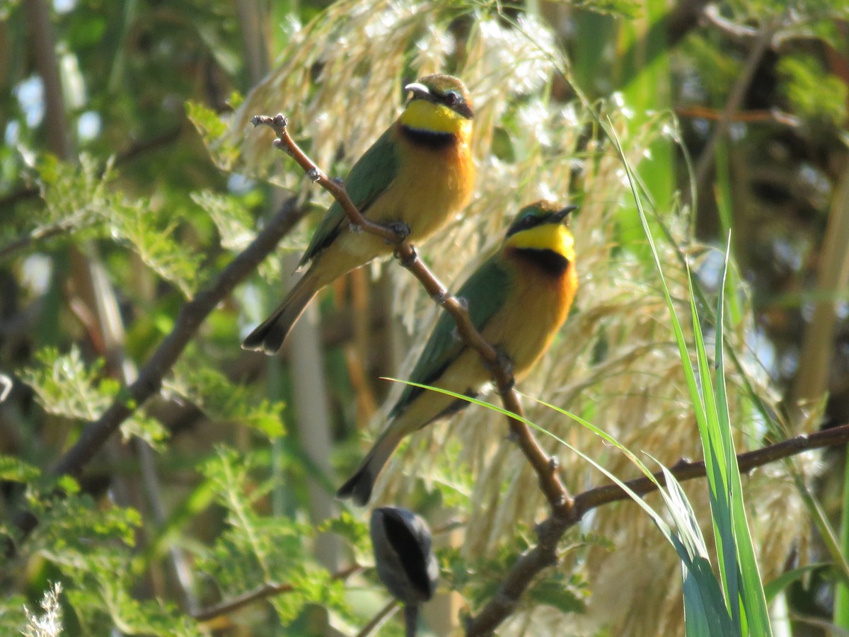 Little Bee-eater - ML620719540