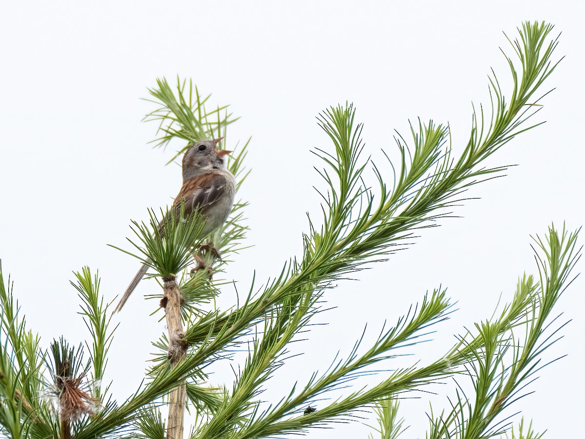 Field Sparrow - ML620719541