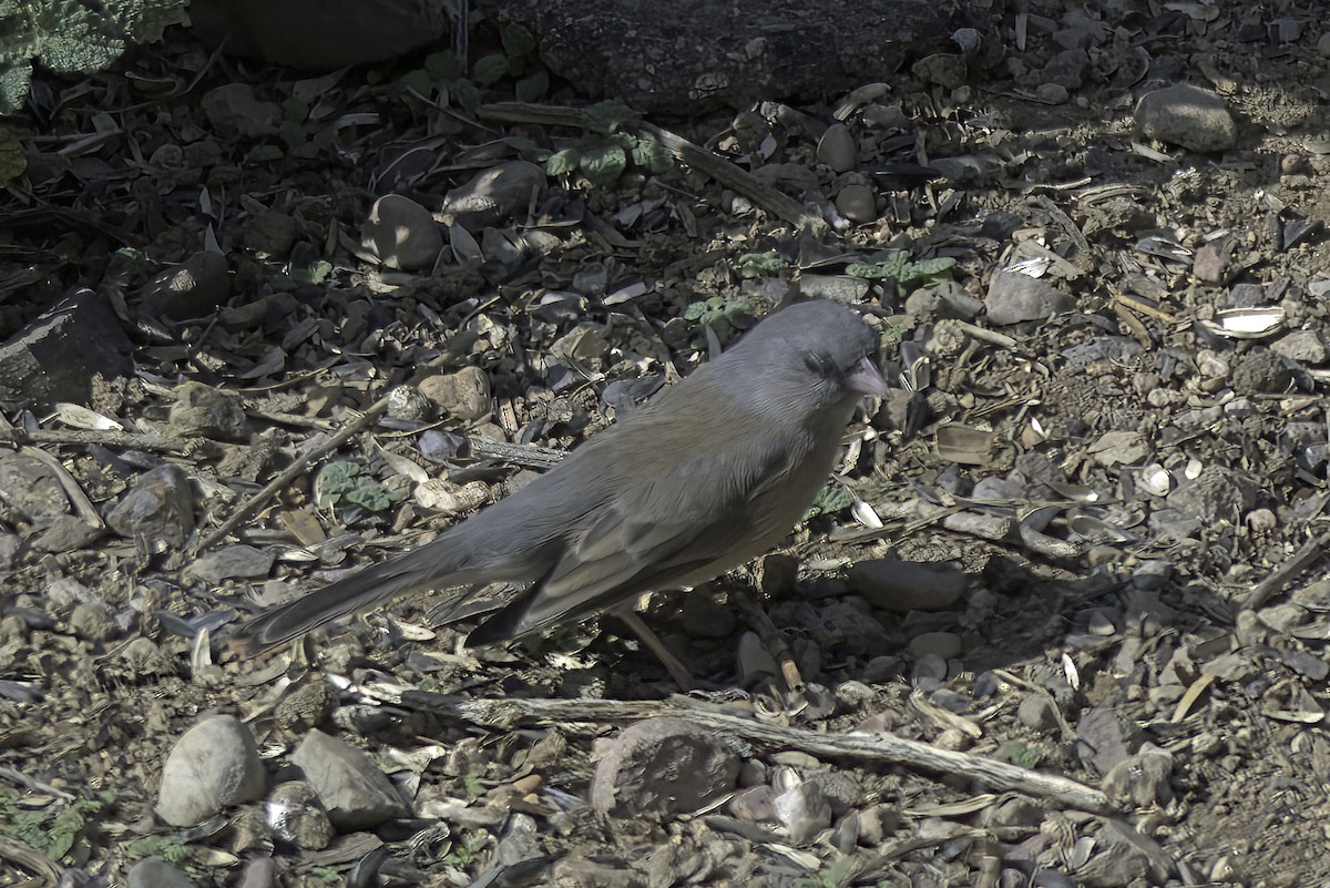 Dark-eyed Junco - ML620719544