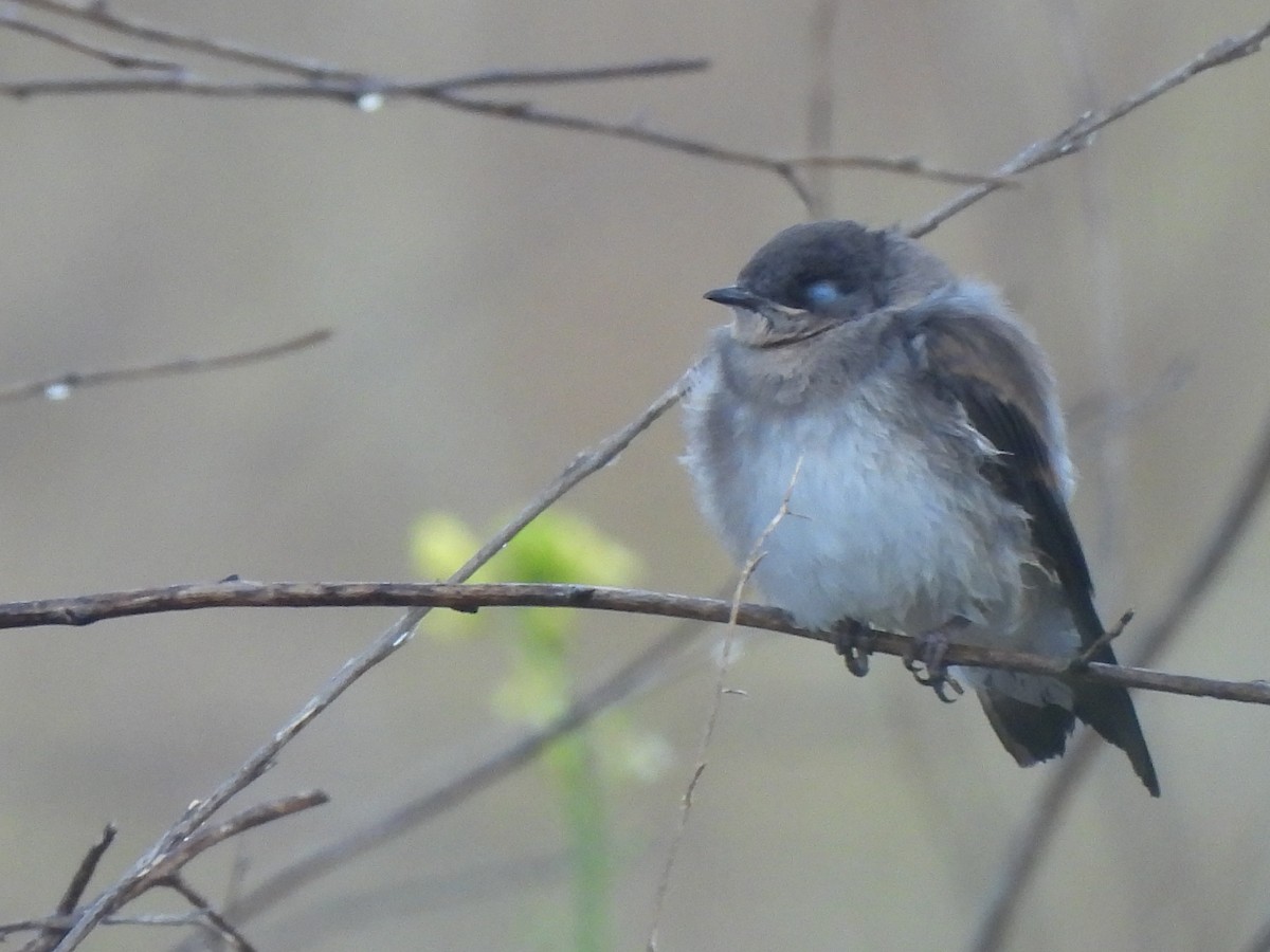 Northern Rough-winged Swallow - ML620719550