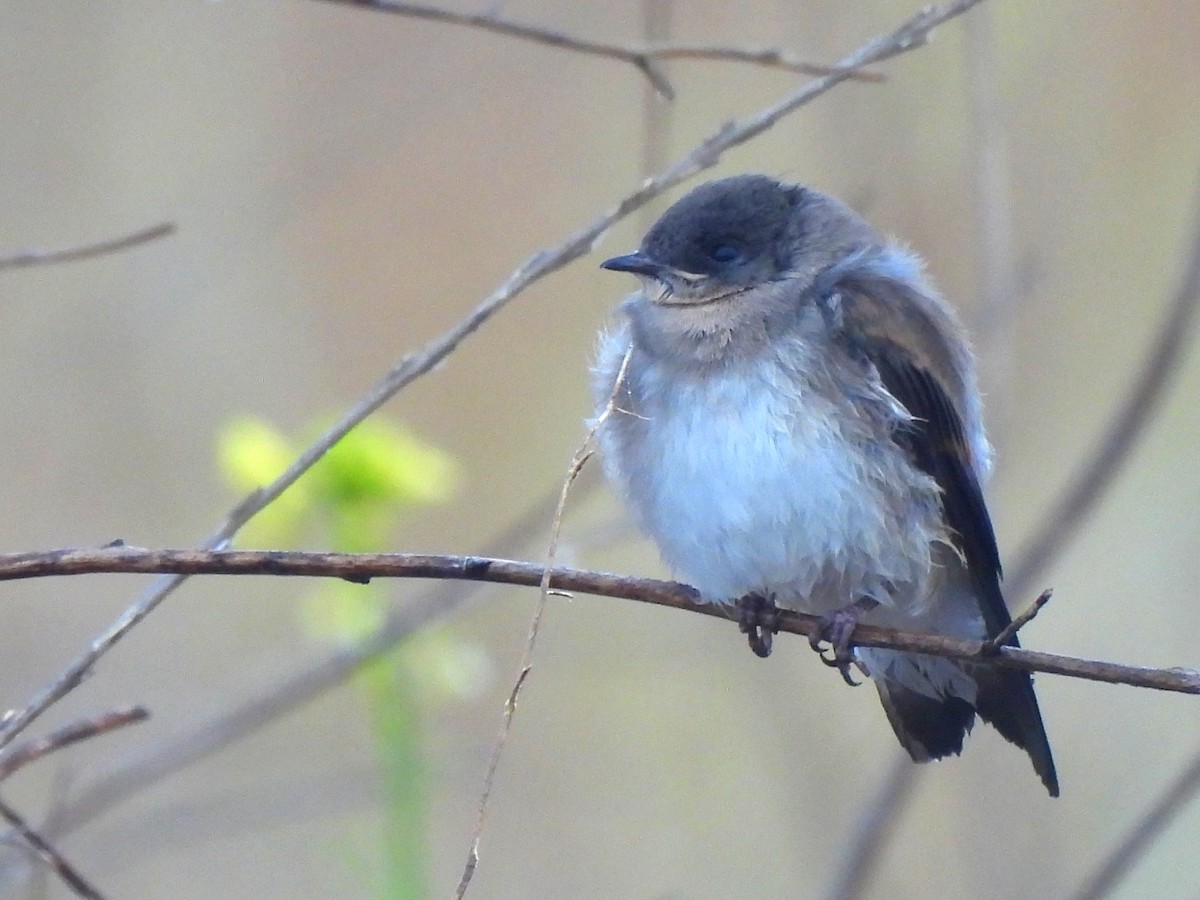 Northern Rough-winged Swallow - ML620719551