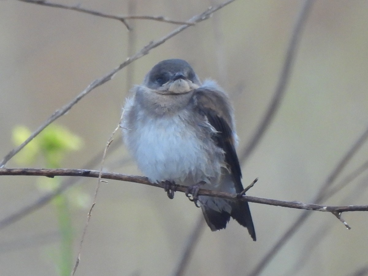 Northern Rough-winged Swallow - ML620719552