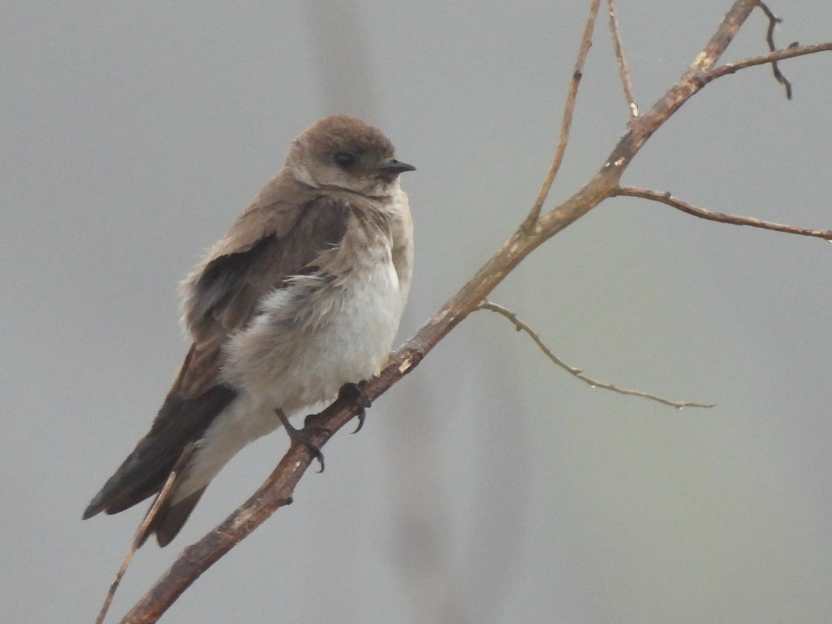 Northern Rough-winged Swallow - Kiandra Mitchell