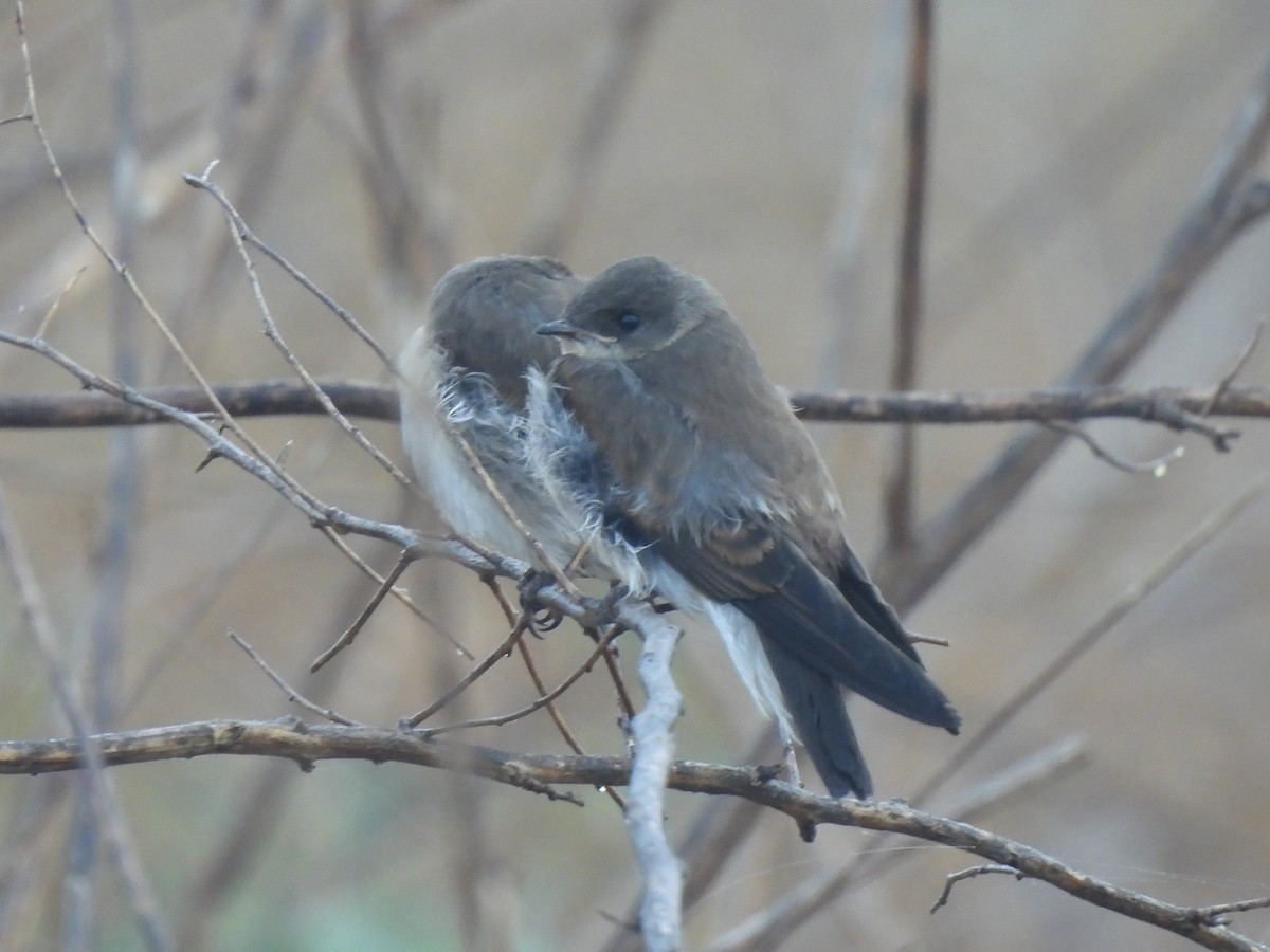 Northern Rough-winged Swallow - ML620719554