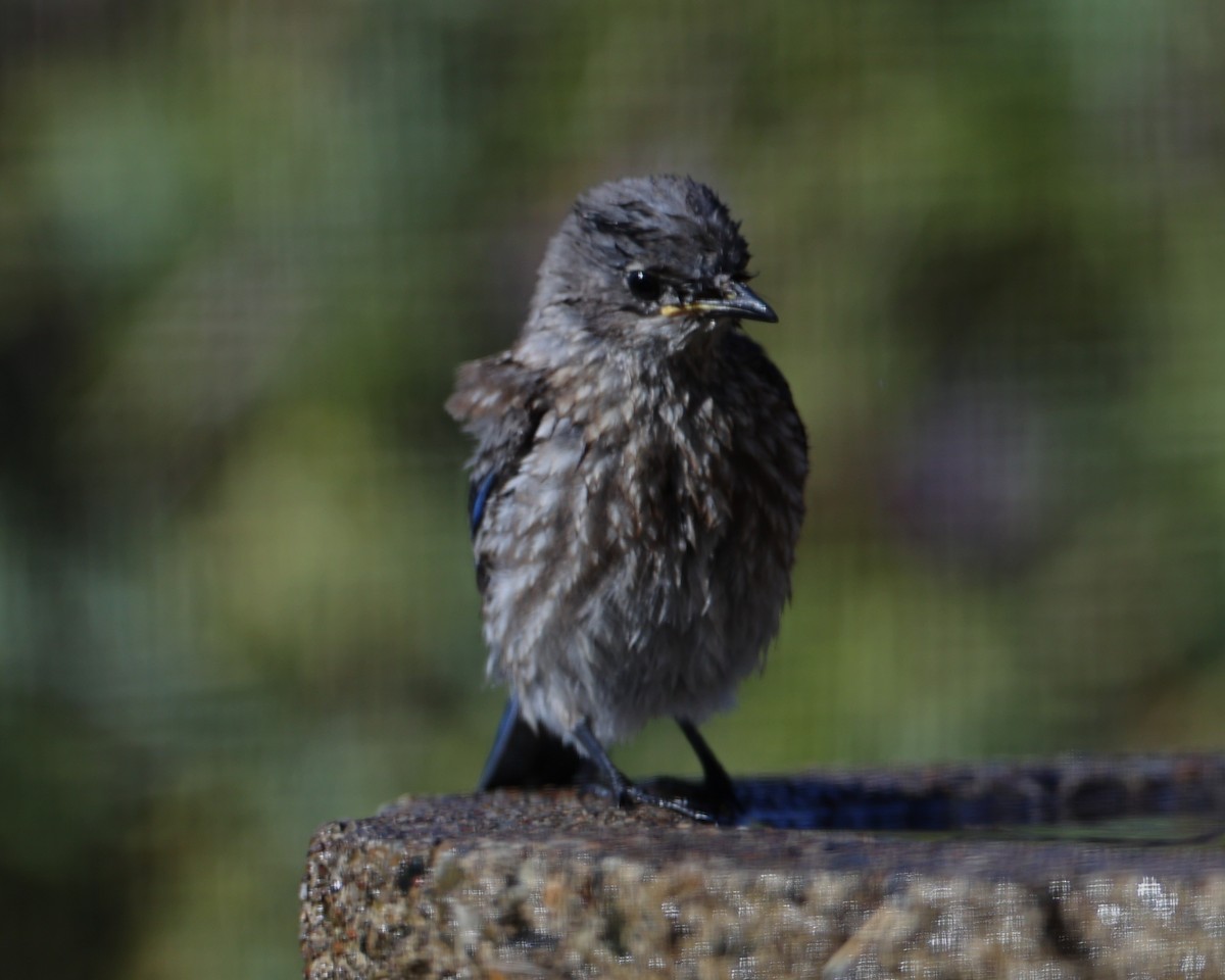 Western Bluebird - ML620719555