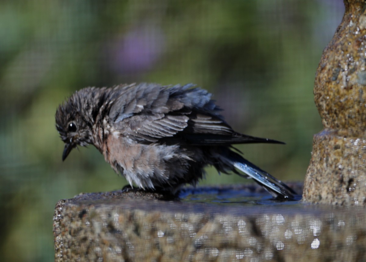 Western Bluebird - ML620719557