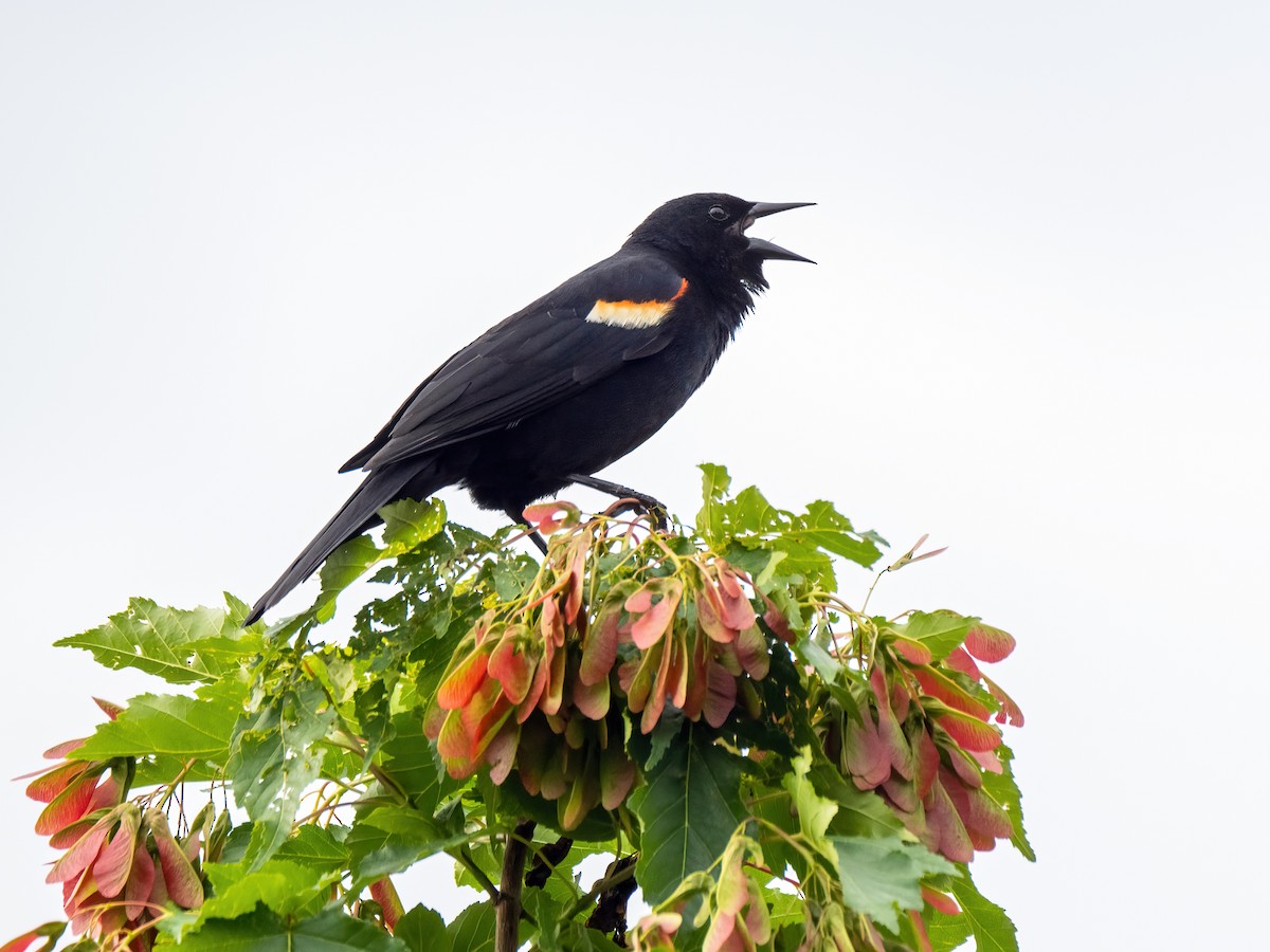 Red-winged Blackbird - ML620719558