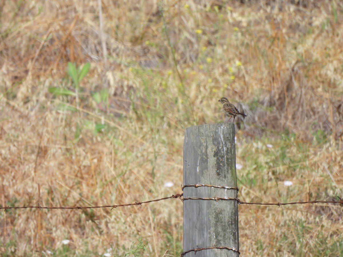 Song Sparrow - ML620719560