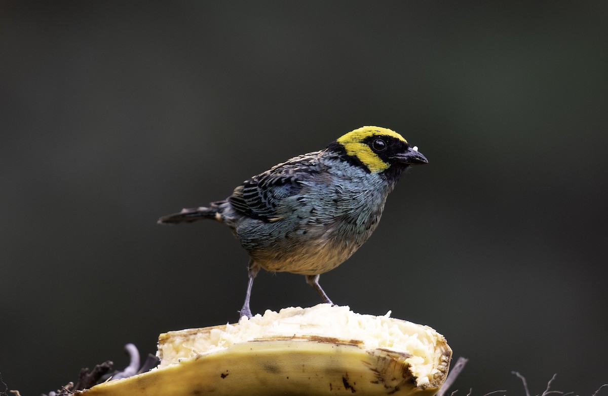 Saffron-crowned Tanager - ML620719562