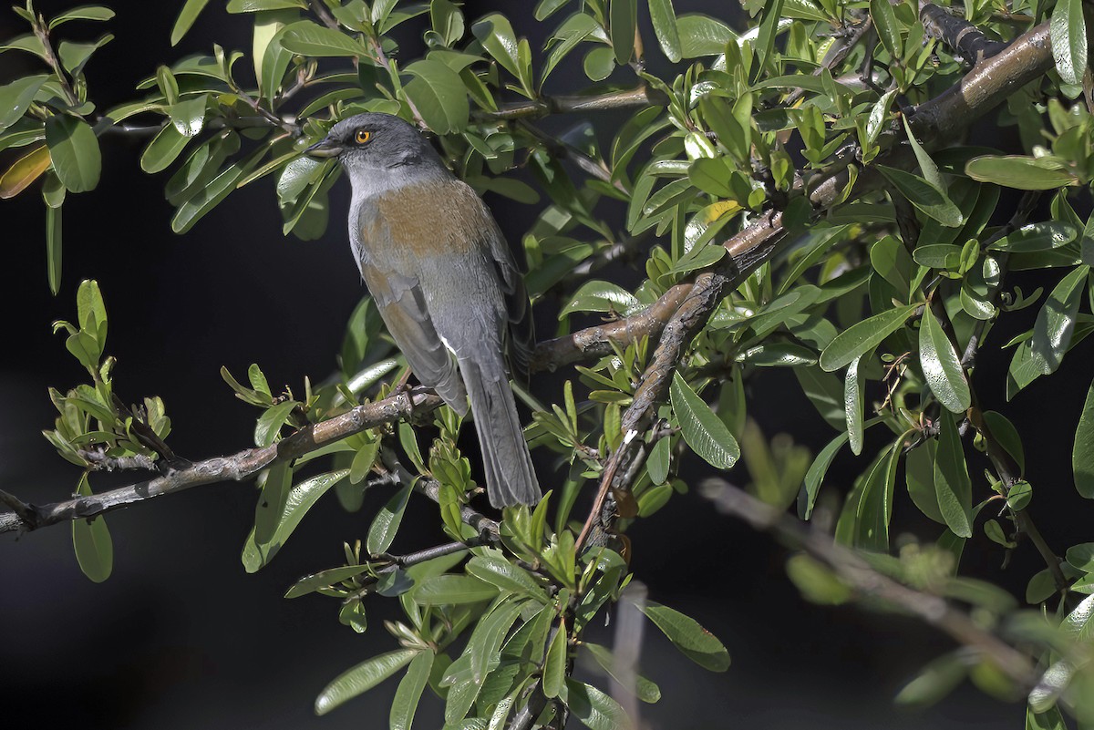 Yellow-eyed Junco - ML620719563