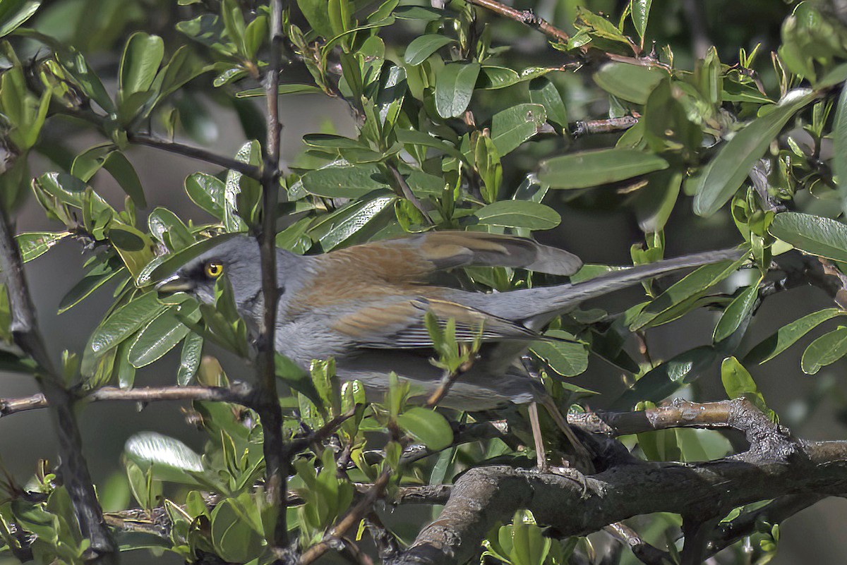 Junco aux yeux jaunes - ML620719565