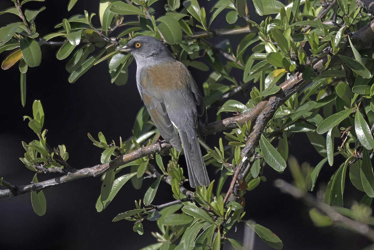 Junco aux yeux jaunes - ML620719566