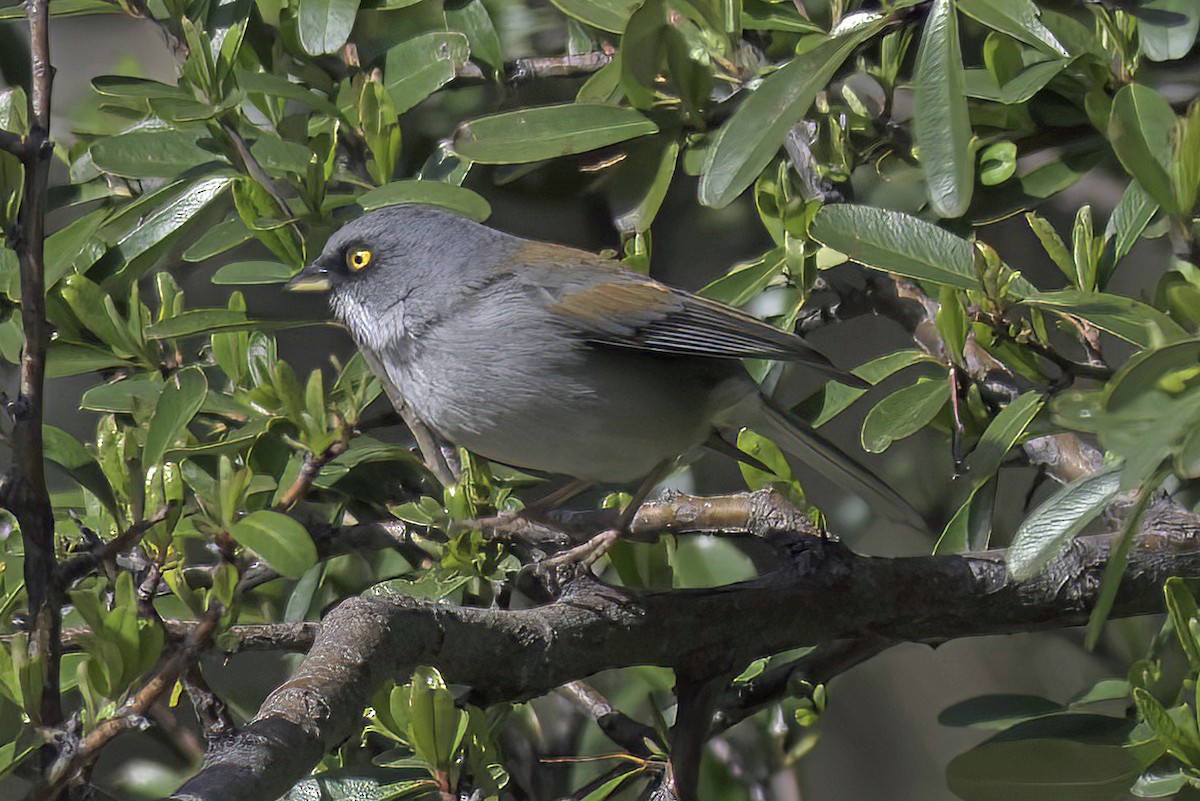 Yellow-eyed Junco - ML620719568