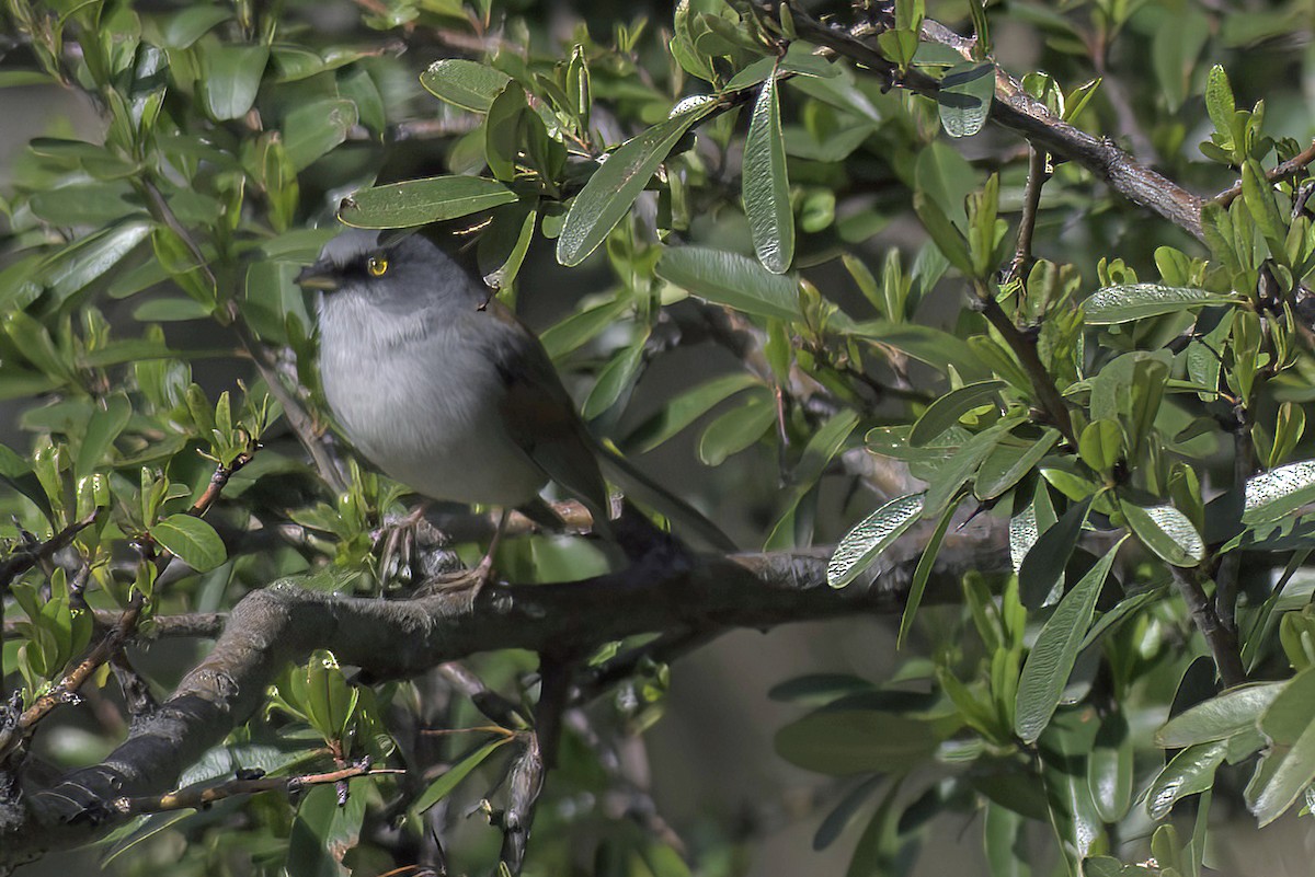 Yellow-eyed Junco - ML620719570