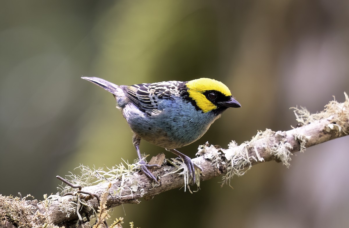 Saffron-crowned Tanager - ML620719578