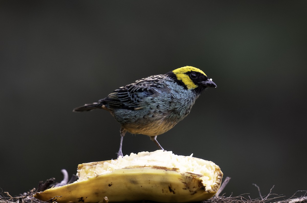 Saffron-crowned Tanager - ML620719581