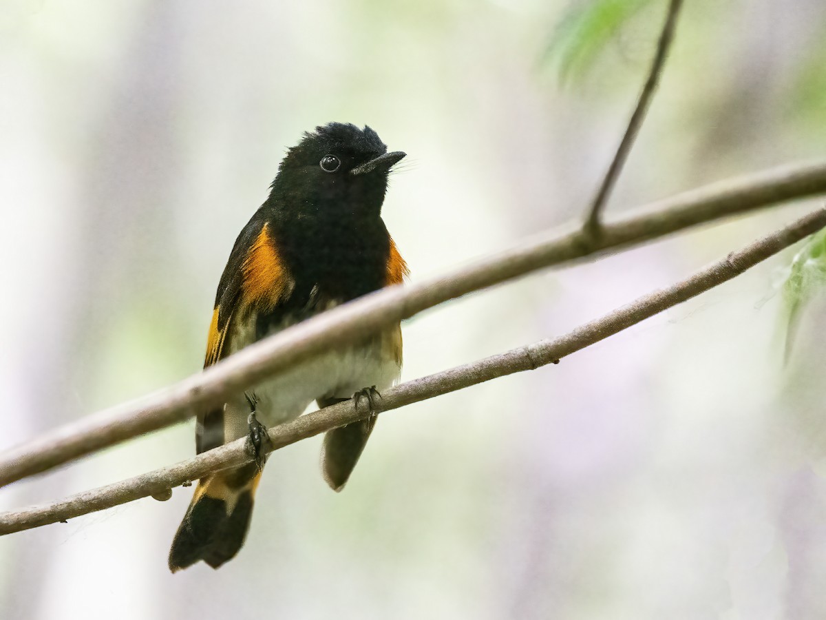 American Redstart - ML620719591