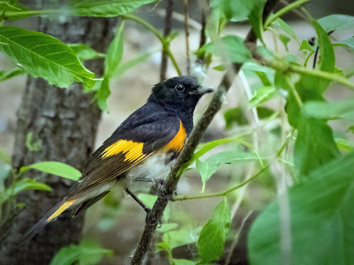 American Redstart - ML620719592