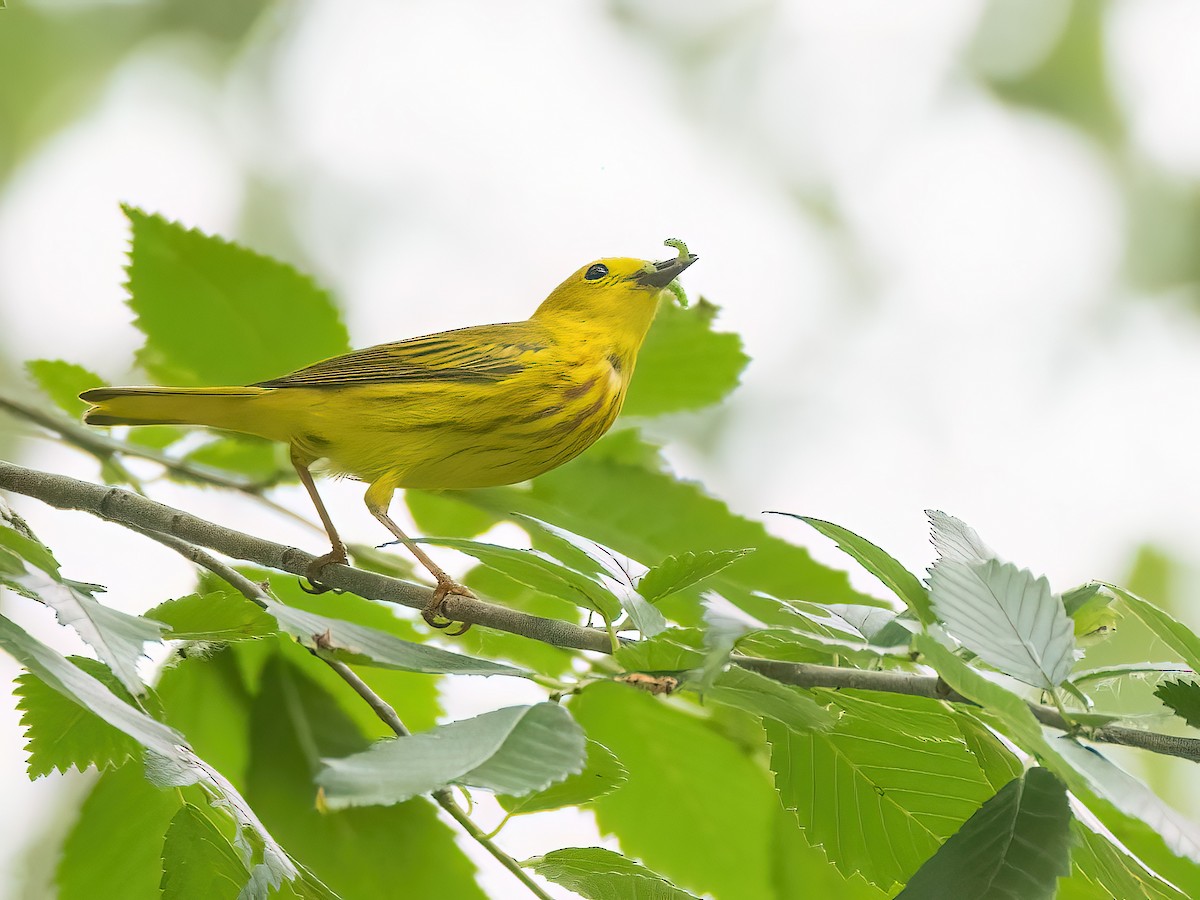 Yellow Warbler - Danielle  A