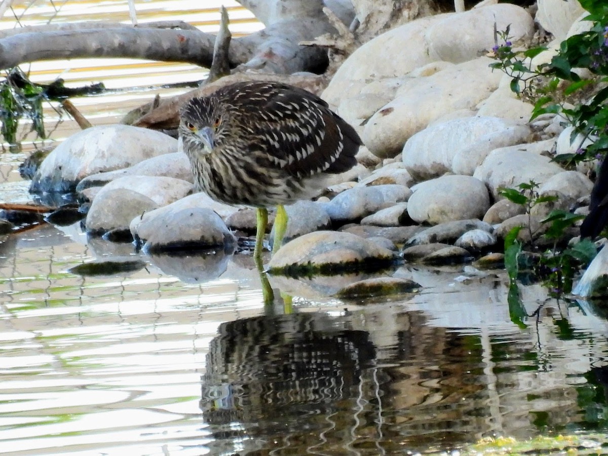 Black-crowned Night Heron - ML620719607