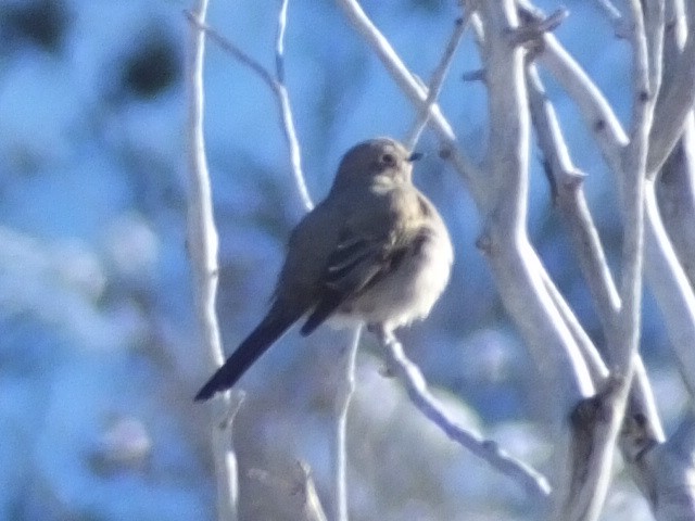 Townsend's Solitaire - ML620719611