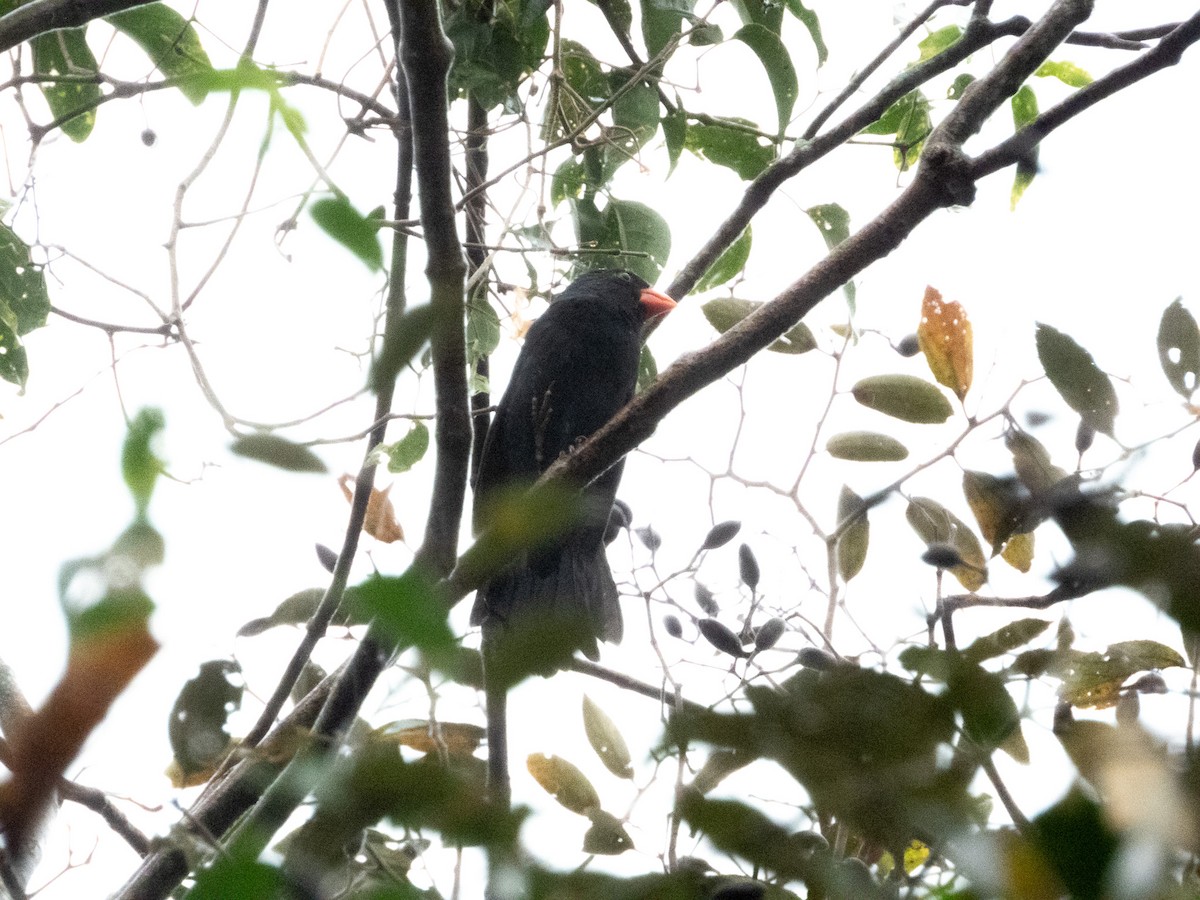 Black-throated Grosbeak - ML620719618