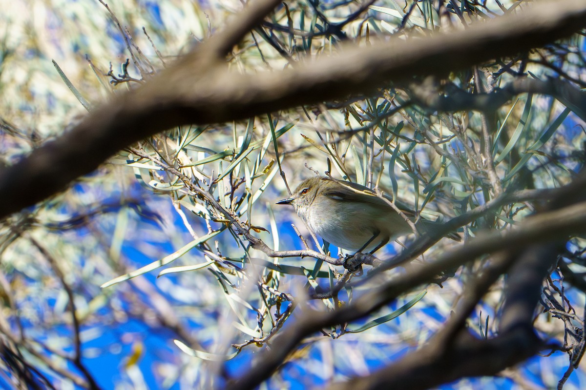 Western Gerygone - ML620719621