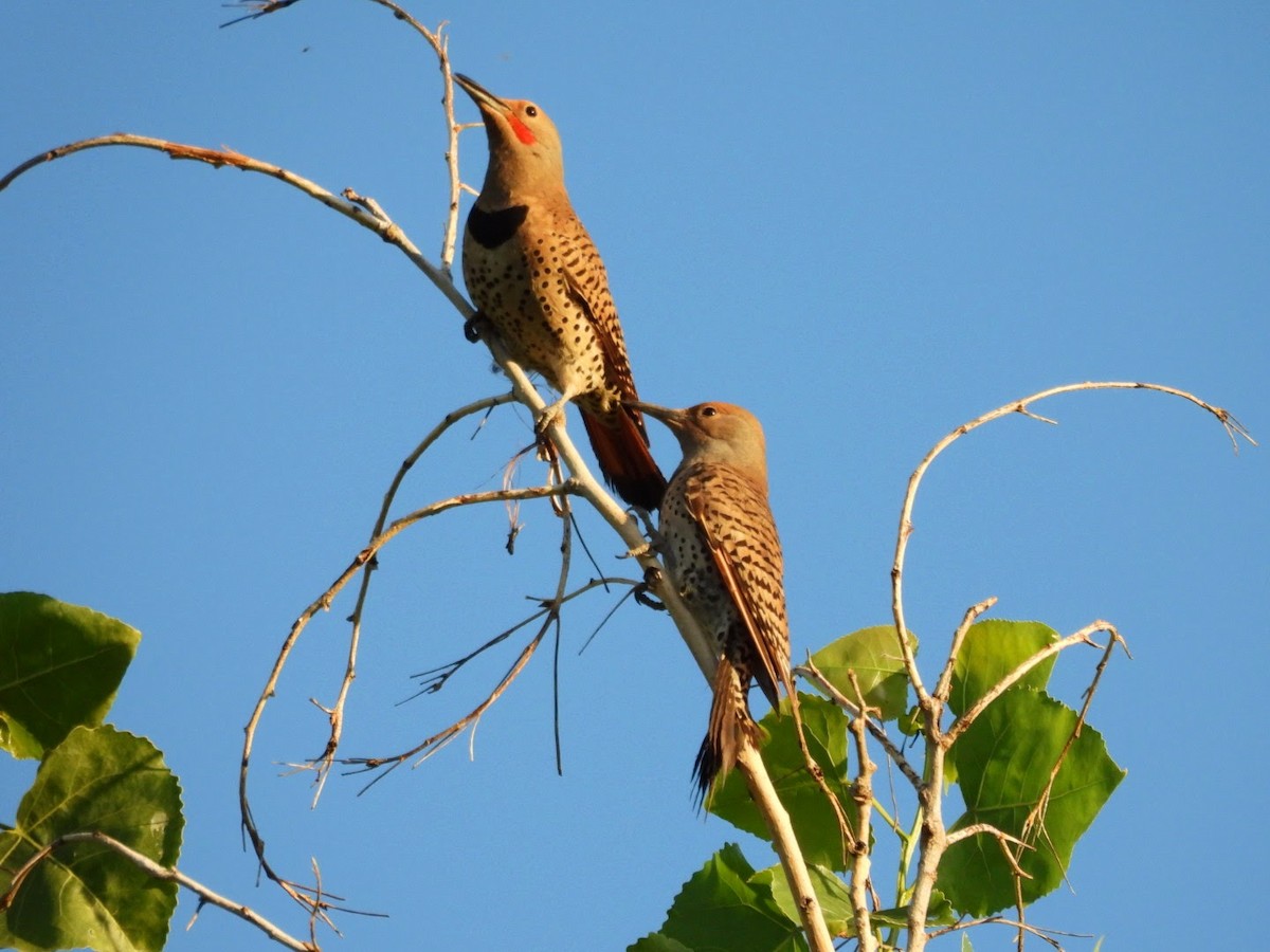 Northern Flicker (Red-shafted) - ML620719630