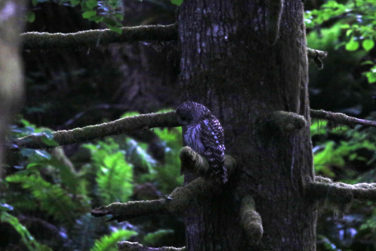 Barred Owl - ML620719632