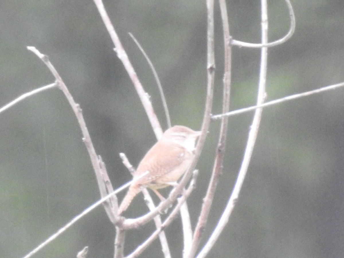 Carolina Wren - ML620719635