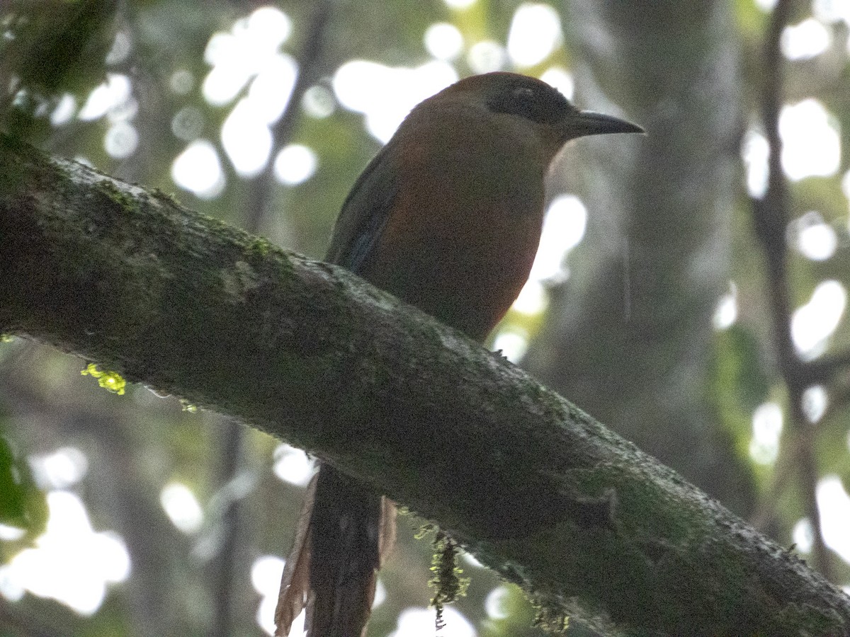 Rufous-capped Motmot - ML620719637