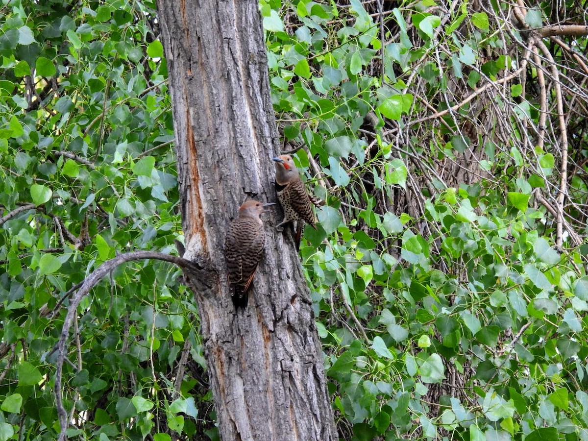 Northern Flicker (Red-shafted) - ML620719639